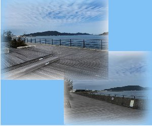 カモメの散歩道